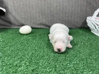 Gregory, a male Maltipoo for sale in Waynesville, MO – Photo 2 of 3