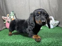 Bridgett, a female Miniature Dachshund for sale in Waynesville, MO – Photo 2 of 3