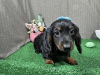 Bridgett, a female Miniature Dachshund for sale in Waynesville, MO – Photo 1 of 3