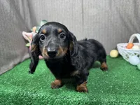 Bridgett, a female Miniature Dachshund for sale in Waynesville, MO – Photo 3 of 3