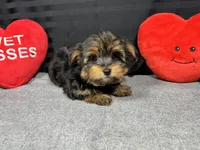 Sailor, a male Yorkshire Terrier for sale in Waynesville, MO – Photo 5 of 6