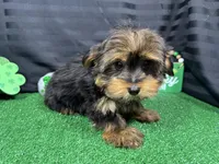 Sailor, a male Yorkshire Terrier for sale in Waynesville, MO – Photo 1 of 6