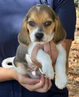 HH 1, a male Beagle for sale in Saint George, GA – 1 of 5