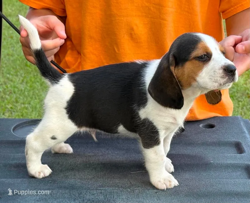 II M1 – Beagle puppy for sale in Saint George, GA