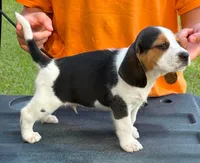 II M1, a male Beagle for sale in Saint George, GA – 1 of 2