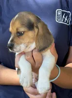 HH 1, a male Beagle for sale in Saint George, GA – 2 of 5