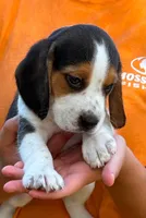 II M1, a male Beagle for sale in Saint George, GA – 2 of 2