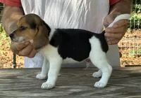 HH 1, a male Beagle for sale in Saint George, GA – 3 of 5