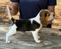 HH 2, a male Beagle for sale in Saint George, GA – 4 of 4