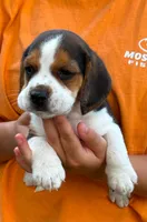 II M2, a male Beagle for sale in Saint George, GA – 2 of 2