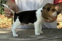 HH 1, a male Beagle for sale in Saint George, GA – 4 of 5