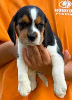 II M4, a male Beagle for sale in Saint George, GA – 2 of 2