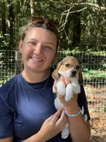 HH 1, a male Beagle for sale in Saint George, GA – 5 of 5