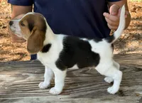 HH 2, a male Beagle for sale in Saint George, GA – 3 of 4