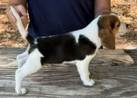 HH 2, a male Beagle for sale in Saint George, GA – 2 of 4