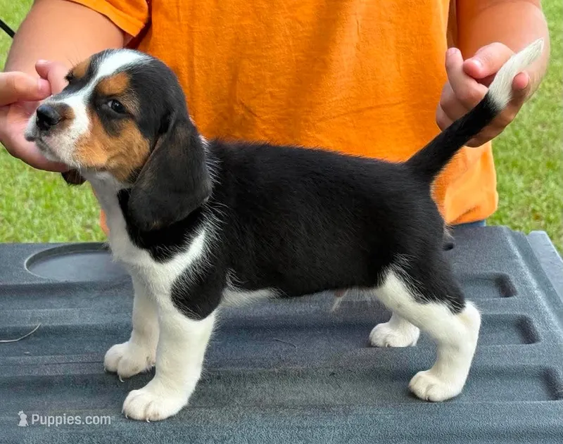 II M4 – Beagle puppy for sale in Saint George, GA