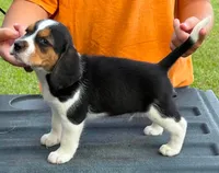II M4, a male Beagle for sale in Saint George, GA – 1 of 2