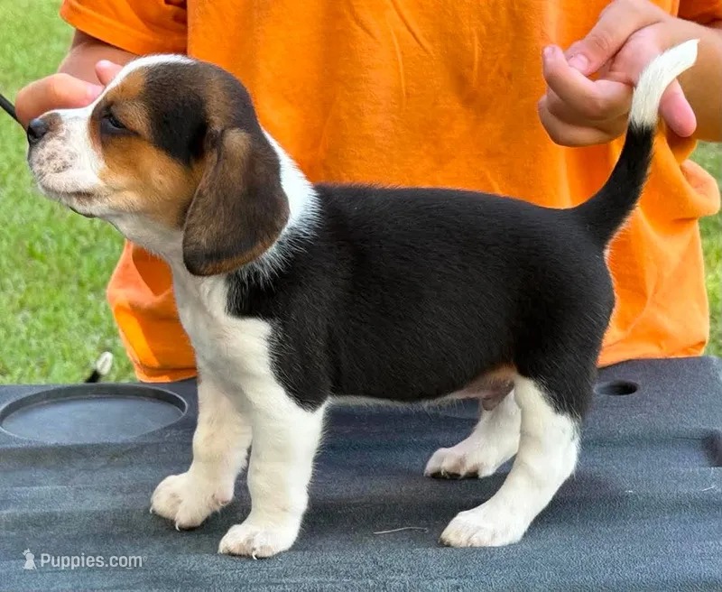 II M2 – Beagle puppy for sale in Saint George, GA