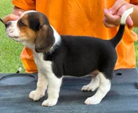 II M2, a male Beagle for sale in Saint George, GA – 1 of 2