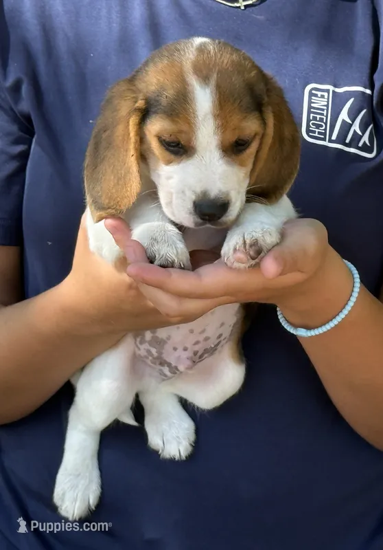 HH 2 – Beagle puppy for sale in Saint George, GA