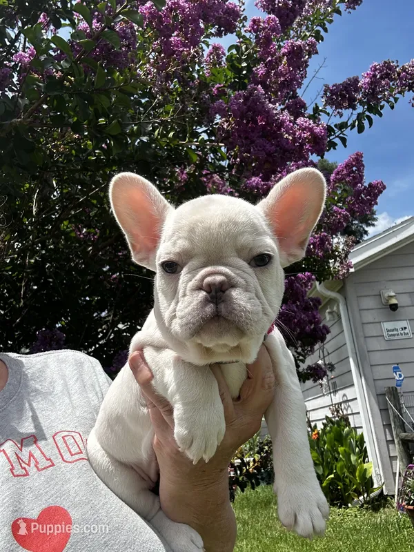 Tina  – French Bulldog puppy for sale in Summerfield, FL