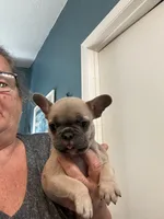 Gus, a male French Bulldog for sale in Summerfield, FL – 4 of 4