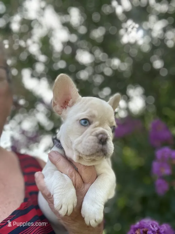 Lacy – French Bulldog puppy for sale in Summerfield, FL
