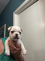 Jojo , a male French Bulldog for sale in Summerfield, FL – 4 of 4
