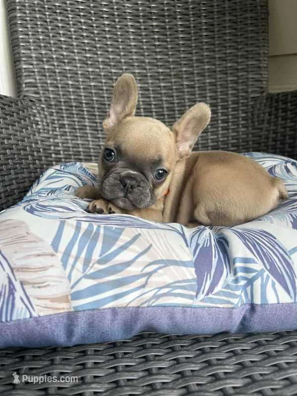 Jewel  – French Bulldog puppy for sale in Summerfield, FL
