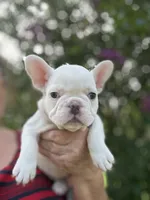 Lola , a female French Bulldog for sale in Summerfield, FL – 8 of 10