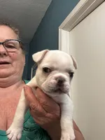 Jojo , a male French Bulldog for sale in Summerfield, FL – 2 of 4