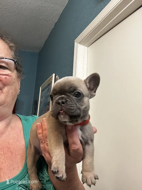 Kaylee – French Bulldog puppy for sale in Summerfield, FL