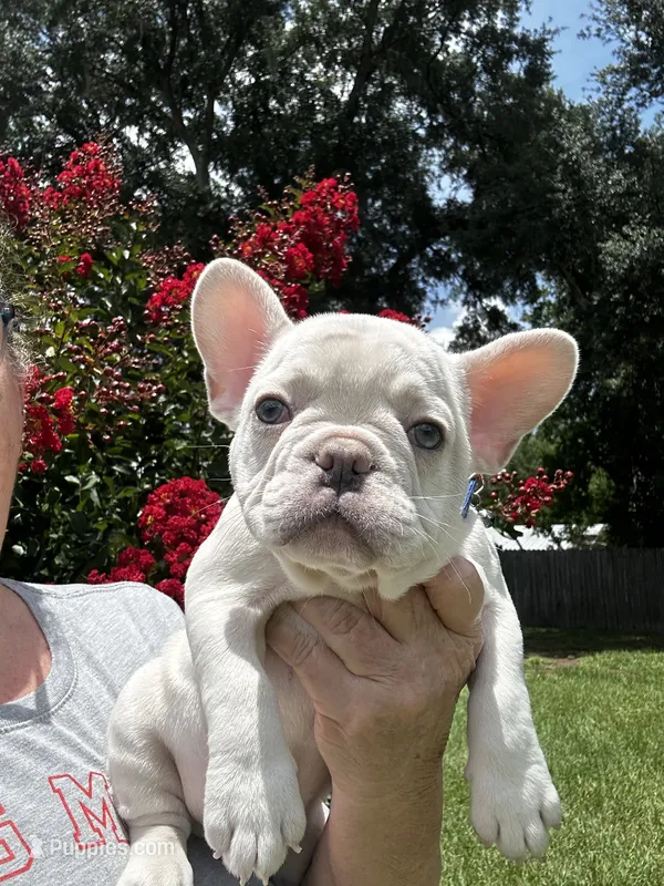 Jojo – French Bulldog puppy for sale in Summerfield, FL