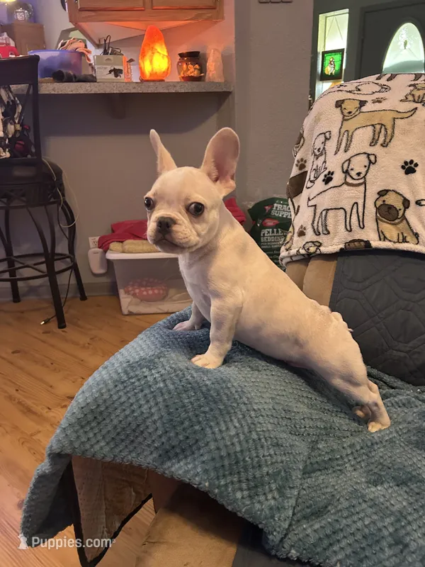 Jojo – French Bulldog puppy for sale in Summerfield, FL
