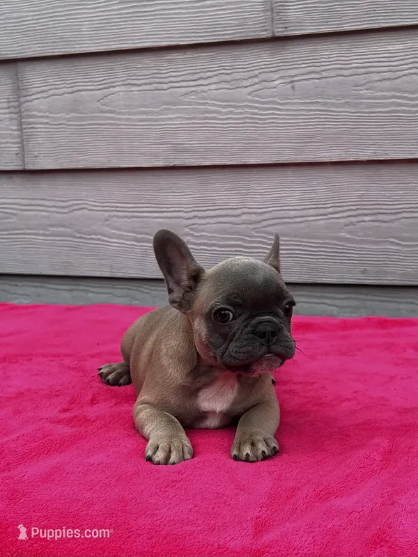 Kaylee – French Bulldog puppy for sale in Summerfield, FL