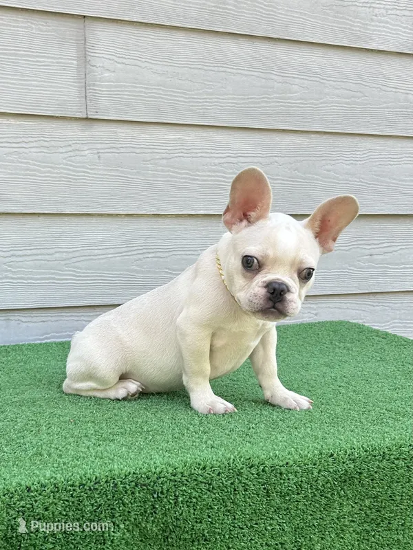 Jojo – French Bulldog puppy for sale in Summerfield, FL