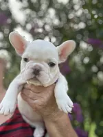 Lola , a female French Bulldog for sale in Summerfield, FL – 3 of 10