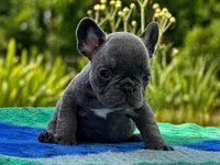 Sky, a male French Bulldog for sale in Summerfield, FL – 2 of 4