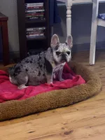 Sky, a male French Bulldog for sale in Summerfield, FL – 3 of 4