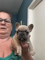 Jewel , a female French Bulldog for sale in Summerfield, FL – 1 of 3