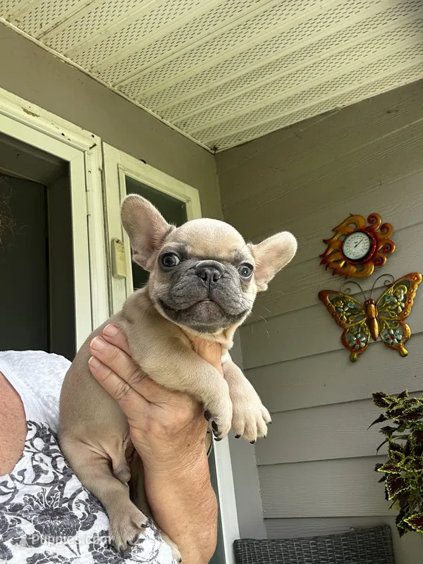 Storm  – French Bulldog puppy for sale in Summerfield, FL