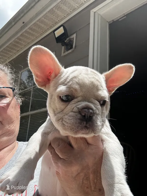 Lacy – French Bulldog puppy for sale in Summerfield, FL