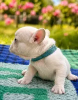 Jojo, a male French Bulldog for sale in Summerfield, FL – 3 of 4