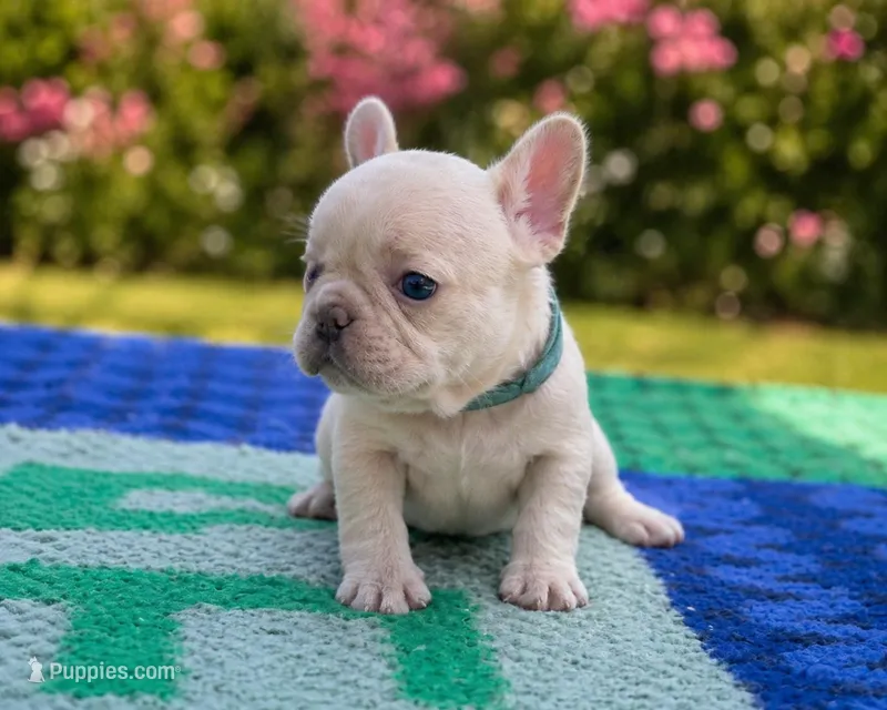 Jojo – French Bulldog puppy for sale in Summerfield, FL