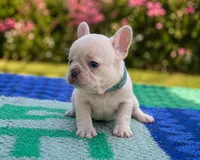 Jojo, a male French Bulldog for sale in Summerfield, FL – 1 of 4