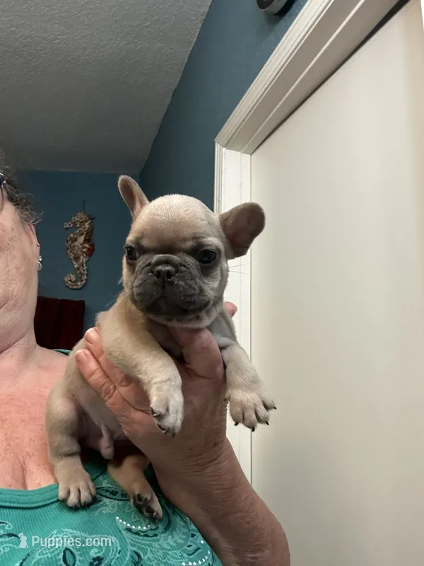 Storm  – French Bulldog puppy for sale in Summerfield, FL