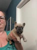 Jewel , a female French Bulldog for sale in Summerfield, FL – 2 of 3