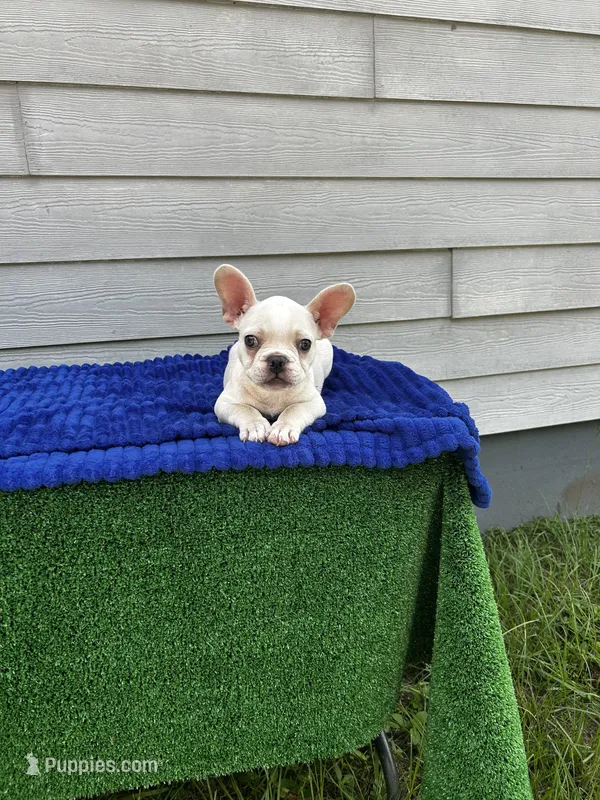 Jojo  – French Bulldog puppy for sale in Summerfield, FL