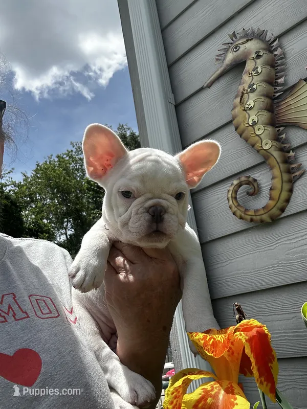 Lilly – French Bulldog puppy for sale in Summerfield, FL