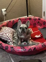 Tina , a female French Bulldog for sale in Summerfield, FL – 6 of 9